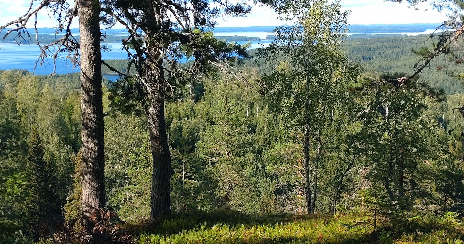 Pielinen horisontissa kes&auml;p&auml;iv&auml;n&auml; Kolin Honkavaaralta kuvattuna