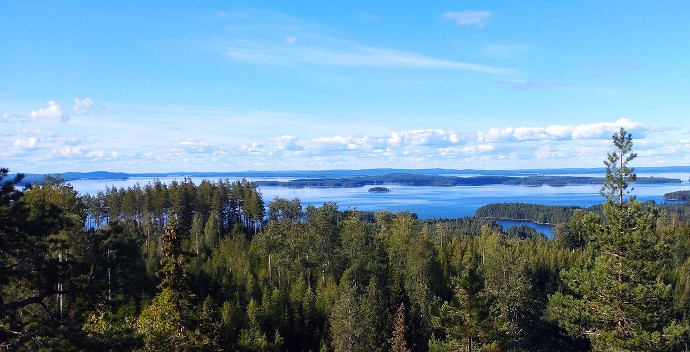 Kolin kansallispuiston kesäinen maisema, jossa näkyy vihreä metsä ja Pielisen järvi sinisen taivaan alla.