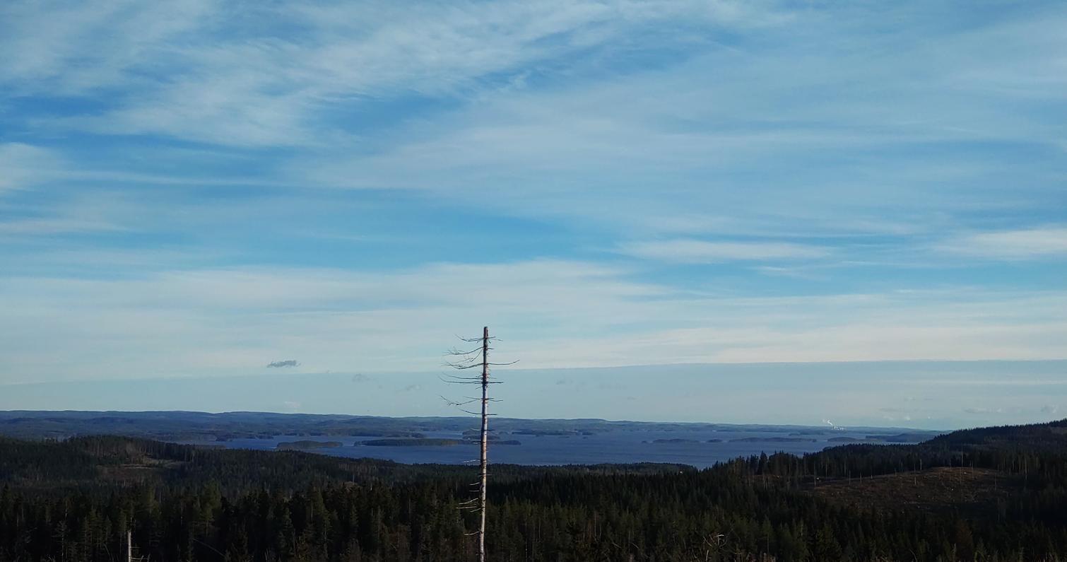 Maisema Kolilta, jossa näkyy avara näkymä metsän yli Pielisen järvelle, taustalla sininen ja pilvinen taivas.