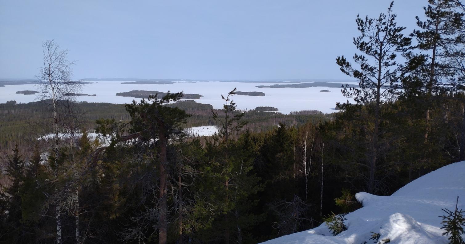 Talvinen maisema Kolilta, jossa lumipeitteinen Pielisen järvi näkyy metsän takana. Etualalla luminen rinne ja taustalla sininen talvitaivas.