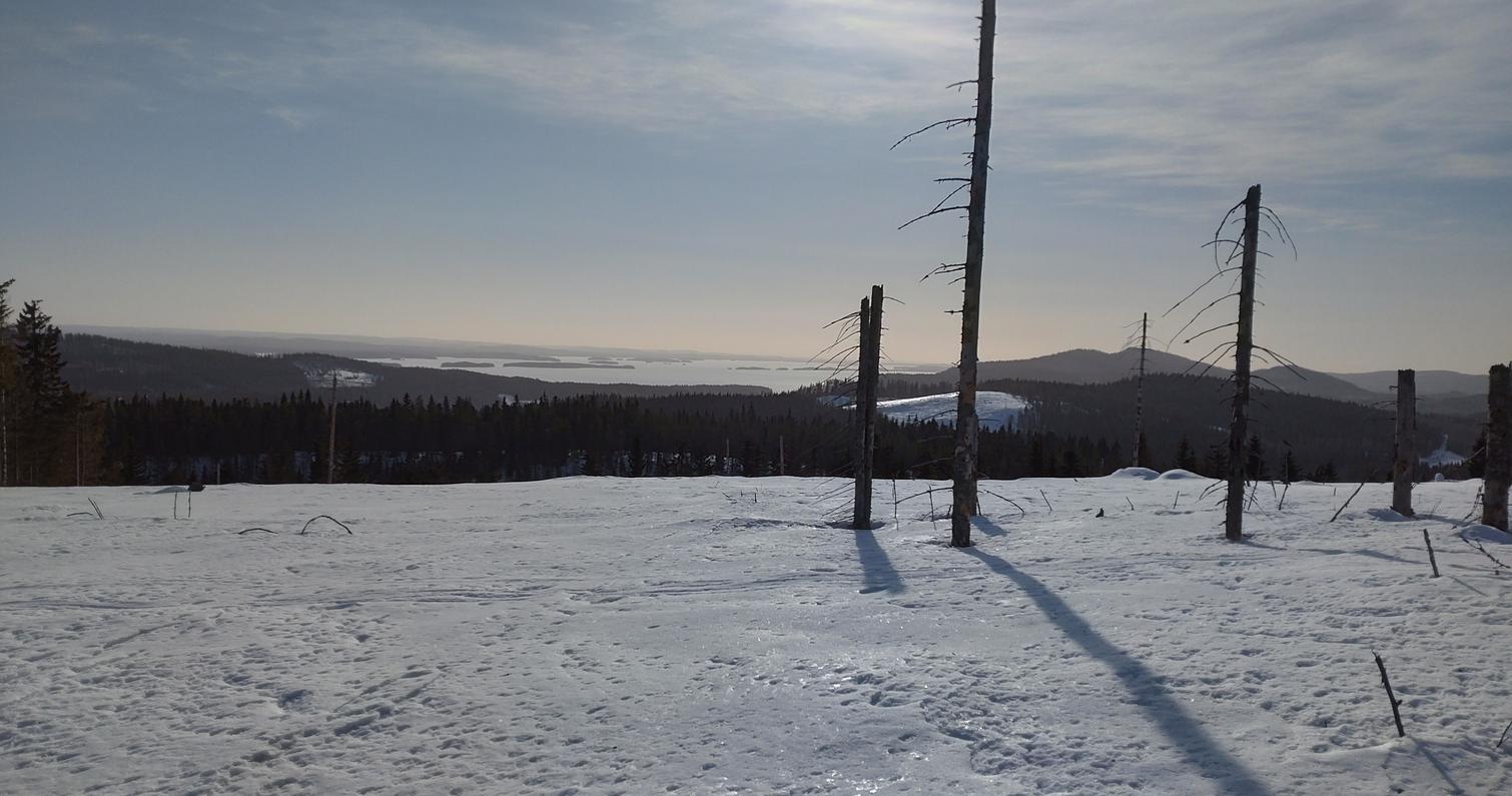 Kelot kylpev&auml;t kev&auml;ttalven auringossa Kolilla